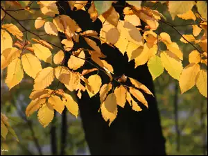 Liście, Żółte, Jesienne
