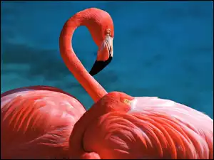 Flamingi