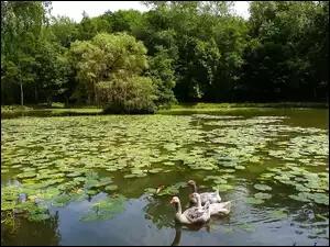 Gęsi, Park, Staw
