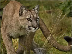 Wzrok, Puma, Drapieżny