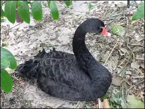 Listki, Czarny, Łabędz
