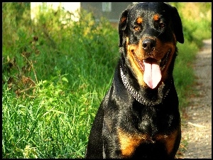 Rottweiler, Trawa, Język, Obroża