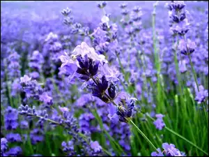 Kwiaty, Lawendy