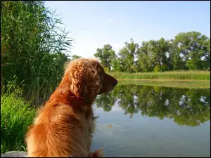 Jeziorko, Cocker, Spaniel
