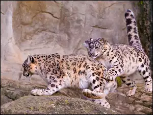 Leopardy, Irbisy, Śnieżne