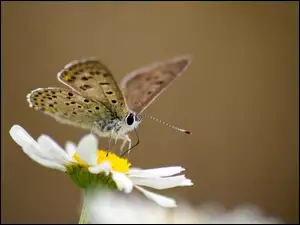Motyl, Stokrotka