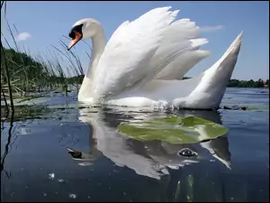 Szuwary, Łabędz, Jezioro
