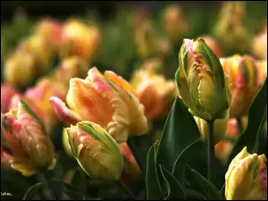 Tulipany, Zółte, Różowe
