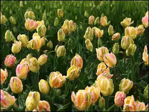 Tulipany, Żółte, Różowe