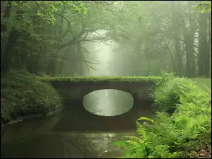Paprocie, Rzeka, Most, Las, Mgła