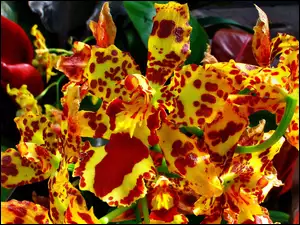 Orchidea, Żółto, Czerwona