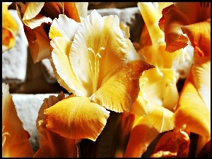 Żółte, Gladiole