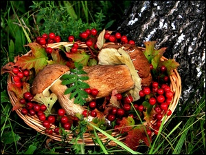 Jarzębiny, Podgrzybki, Owoce
