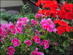 Liscie, Kwiaty, Czerwona, Pelargonia, Różowa