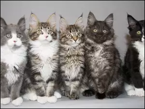 Maine Coon, Pięć, Kotków