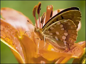 Lilia, Motyl