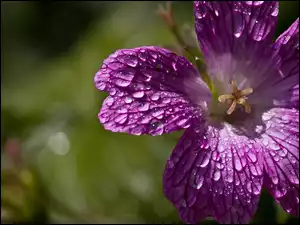Deszczu, Fioletowa, Petunia, Krople