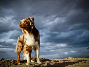 Owczarek australijski-australian shepherd