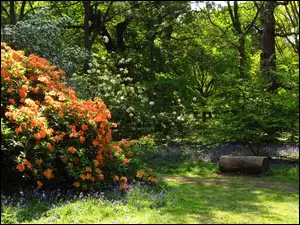 Krzewy, Ścieżka, Park, Rododendrony, Kwitnące, Kwiaty