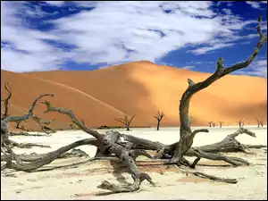 Namibia, Pustynia, Suche, Wydmy, Konary
