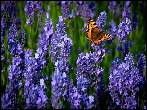 Lawenda, Motyl