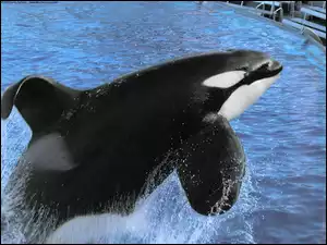 Basen, Wyskok, Orka