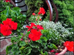 Iglak, Kwiaty, Pelargonie, Balustrada, Czerwone, Białe