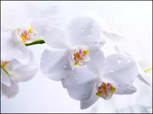 Biała, Orchidea