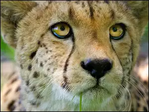 Gepard, Portret