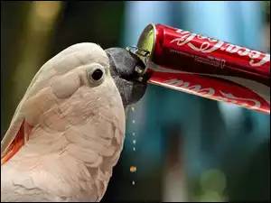 Papuga, Cola, Kakadu, Puszka