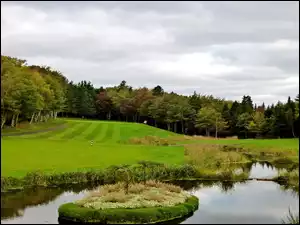 Pole, Las, Golfowe, Staw