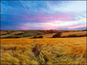 Panorama, Pola, Łąki, Zboże, Chmury