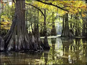 Namorzynowy, Park, Everglades, Narodowy, Las