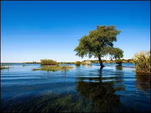 Łąka, Krzewy, Powódź, Roślinność, Zalana, Drzewo