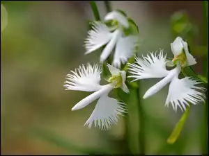 Orchidea, Biała