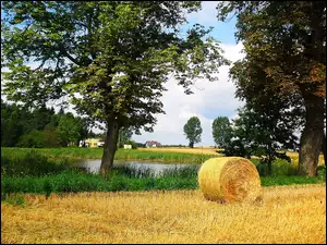 Snopek, Lato, Pole
