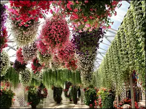 Ogród Botaniczny, Surfinie, Kolorowe, Wiszące