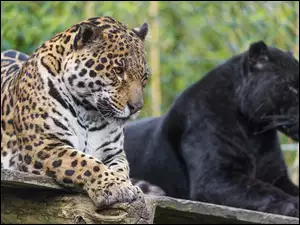 Jaguar, Zoo, Czarna, Pantera