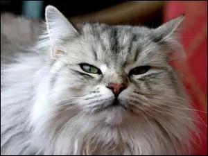 Maine Coon, Głowa