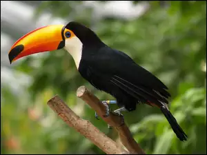 Tukan, Konar