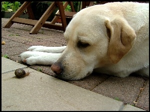 Labrador Retriever, Ślimak