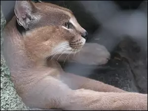 Skalna, Puma, Półka
