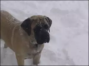śnieg, morda, Mastifa angielskiego