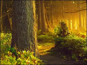 Krzewy, Las, Przebijające, Ścieżka, Światło