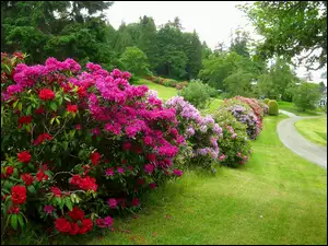 Rododendron, Ogród