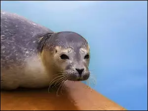 Foka