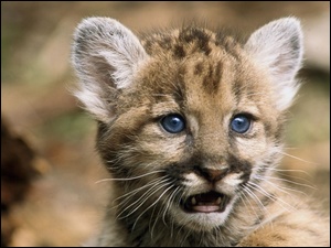 Oczy, Puma, Niebieskie