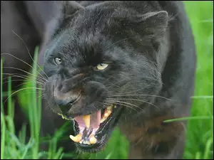 Trawa, Puma, Łąka