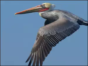 Pelikan, Brunatny