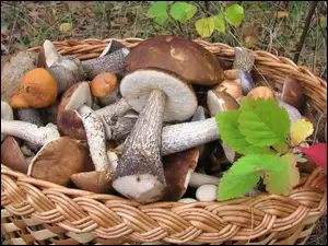 liście, Kosz, Las, Grzybów, Jesienne